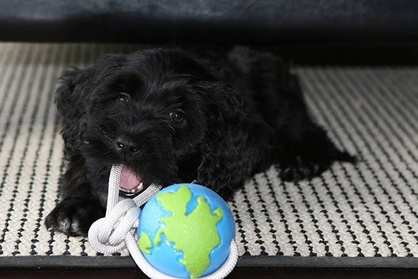 how much portuguese water dog